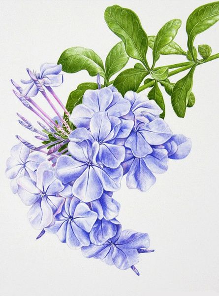 彩鉛花卉手繪 一朵花的溫柔時(shí)光